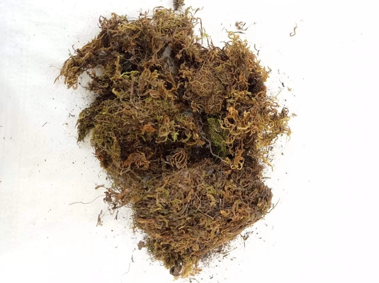CGASPL 2 Kg Sphagnum Moss -Growing Medium For Plants 3 CGASPL 2 Kg Sphagnum Moss -Growing Medium For Plants