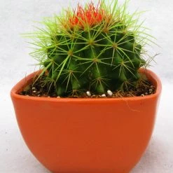 CGASPL Plants Echinocactus Grusonii Painted Non-Grafted Green-Orange Cactus (In Plastic Pot)