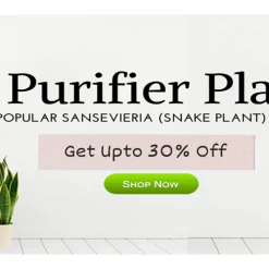 CGASPL Flower Pot Shape Orange Ceramic Pot