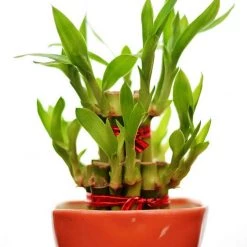 CGASPL 2 Layer Lucky Bamboo With Small Ceramic Pot Red