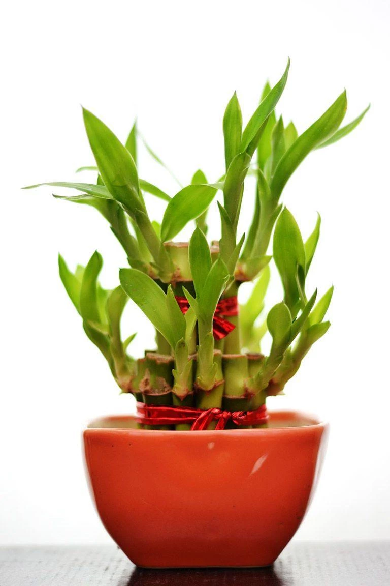 CGASPL 2 Layer Lucky Bamboo With Small Ceramic Pot Red 3 CGASPL 2 Layer Lucky Bamboo With Small Ceramic Pot Red