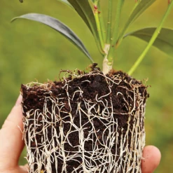 CGASPL Board Na Mona 75 Litres Pot Plant Substrate Plus+ Irish Peat Moss Growing Media