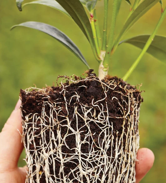 CGASPL Board Na Mona 75 Litres Pot Plant Substrate Plus+ Irish Peat Moss Growing Media 3 CGASPL Board Na Mona 75 Litres Pot Plant Substrate Plus+ Irish Peat Moss Growing Media