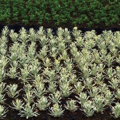 CGASPL Board Na Mona 75 Litres Seedling Substrate Plus+ Irish Peat Moss