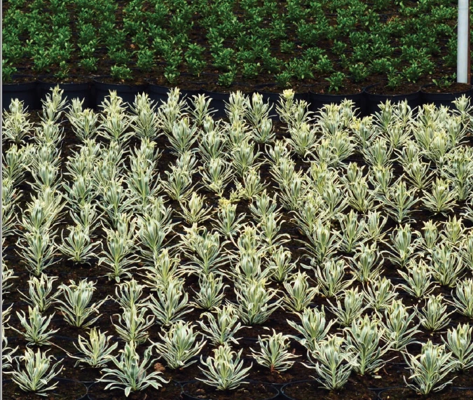 CGASPL Board Na Mona 75 Litres Pot Plant Substrate Plus+ Irish Peat Moss Growing Media 4 CGASPL Board Na Mona 75 Litres Pot Plant Substrate Plus+ Irish Peat Moss Growing Media