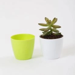 CGASPL Pot-Planters 2.5 Inch Green Singapore Pot (67mm)