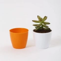 CGASPL 2.5 Inch Orange Singapore Pot (67mm)