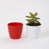 CGASPL 2.5 Inch Red Singapore Pot (67mm) Pot-Planters