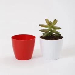 CGASPL 2.5 Inch Red Singapore Pot (67mm) Pot-Planters
