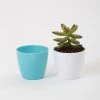CGASPL Pot-Planters 2.5 Inch Turq Singapore Pot (67mm)