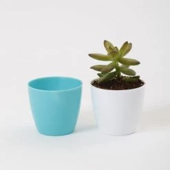 CGASPL Pot-Planters 2.5 Inch Turq Singapore Pot (67mm)