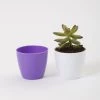 CGASPL 2.5 Inch Violet Singapore Pot (67mm)