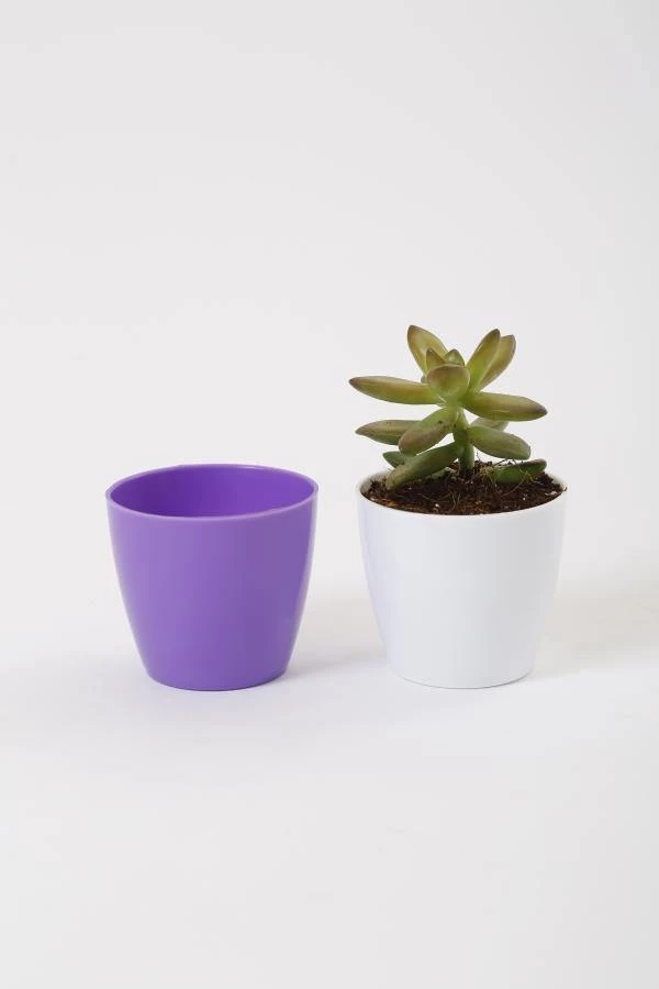 CGASPL 2.5 Inch Violet Singapore Pot (67mm) 3 CGASPL 2.5 Inch Violet Singapore Pot (67mm)