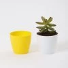 CGASPL 2.5 Inch Yellow Singapore Pot (67mm) Pot-Planters