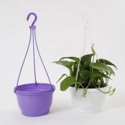 CGASPL 8 Inch Hanging Pot Violet 11 CGASPL 8 Inch Hanging Pot Violet