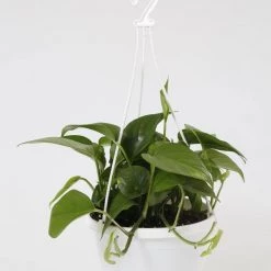 CGASPL 8 Inch Hanging Pot White