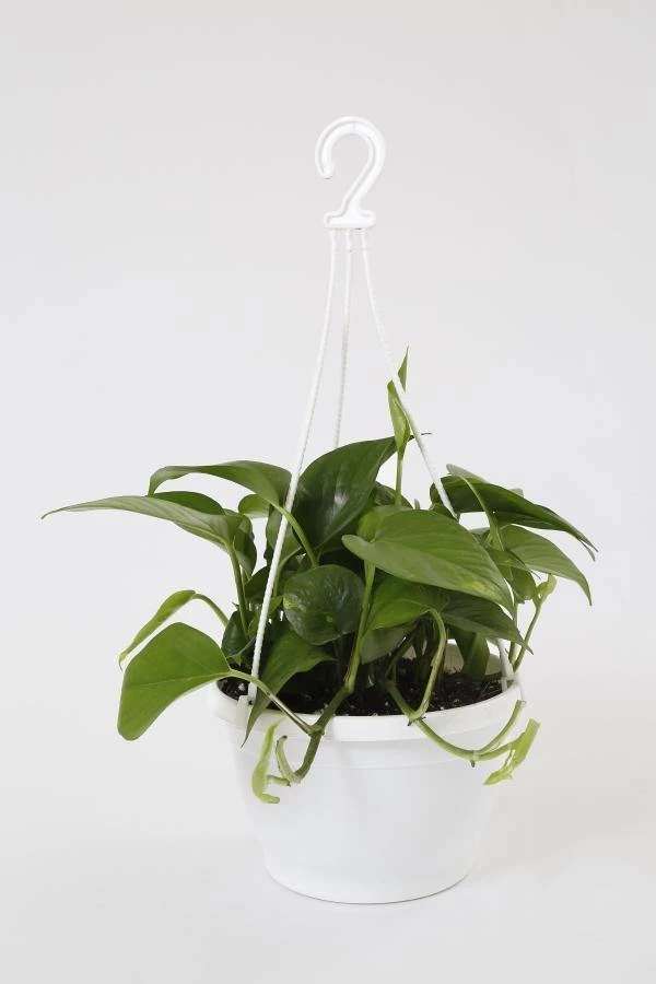 CGASPL 8 Inch Hanging Pot White 4 CGASPL 8 Inch Hanging Pot White