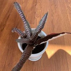 CGASPL Cryptanthus Fosterianus Elaine Brown Plant Plants