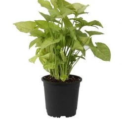 CGASPL Round Pots 8" Flower Pot Black Colour Sunrise Series (19.5 Cm) 7 CGASPL Round Pots 8