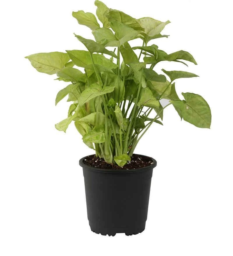 CGASPL Round Pots 8" Flower Pot Black Colour Sunrise Series (19.5 Cm) 5 CGASPL Round Pots 8" Flower Pot Black Colour Sunrise Series (19.5 Cm)