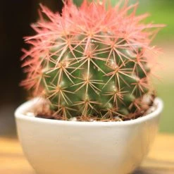 CGASPL Plants Echinocactus Grusonii Painted Non-Grafted Orange Shade Cactus