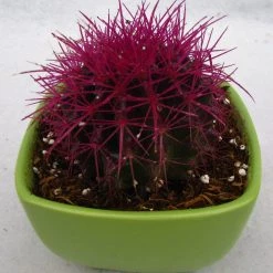 CGASPL Plants Echinocactus Grusonii Painted Non-Grafted Purple Cactus (In Plastic Pot)