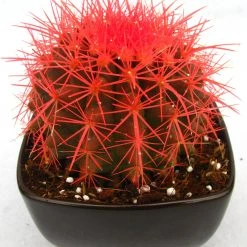 CGASPL Echinocactus Grusonii Painted Non-Grafted Orange Cactus (In Plastic Pot) Plants 10 CGASPL Echinocactus Grusonii Painted Non-Grafted Orange Cactus (In Plastic Pot) Plants