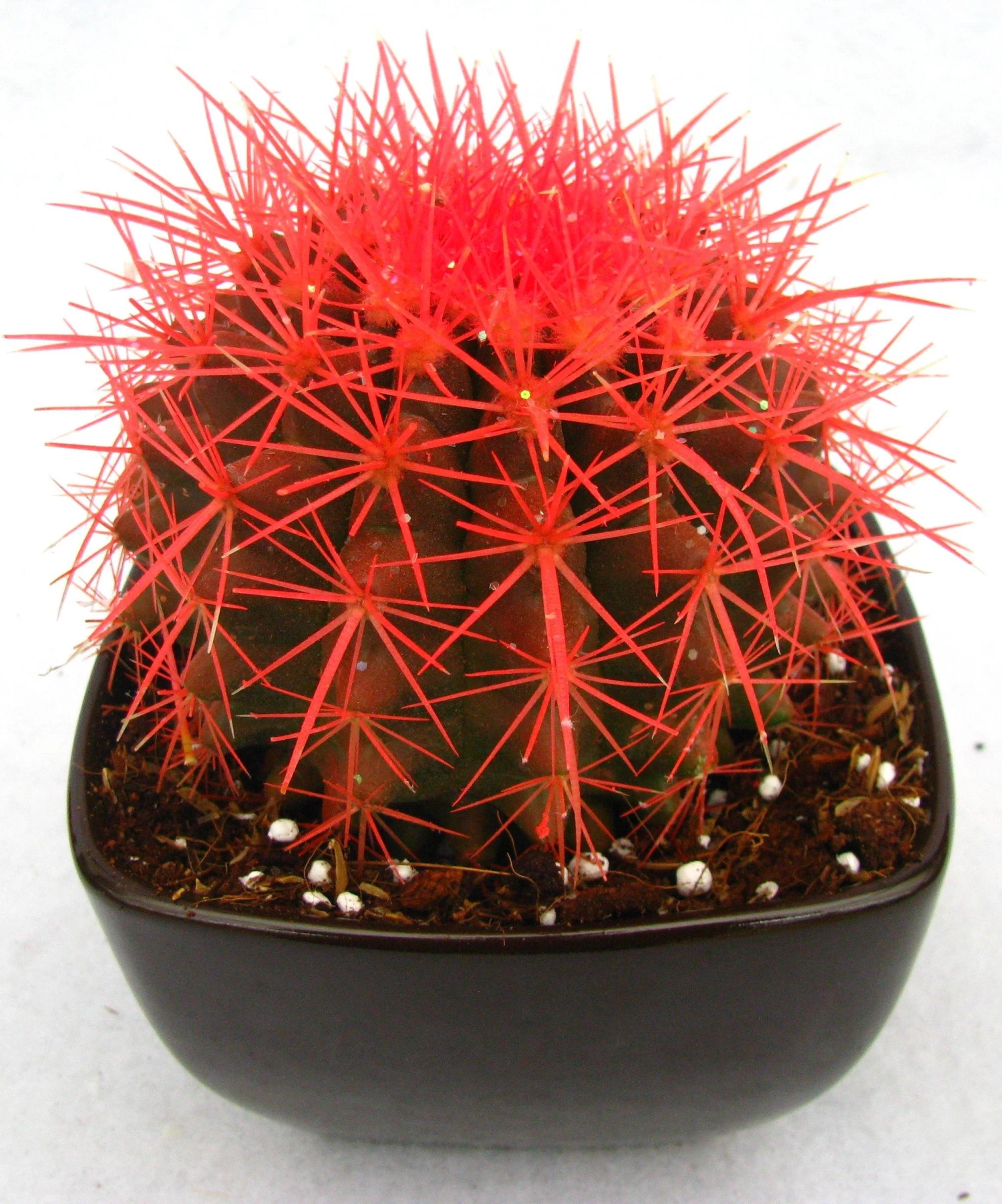 CGASPL Echinocactus Grusonii Painted Non-Grafted Orange Cactus (In Plastic Pot) Plants 6 CGASPL Echinocactus Grusonii Painted Non-Grafted Orange Cactus (In Plastic Pot) Plants