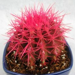 CGASPL Plants Echinocactus Grusonii Painted Non-Grafted Rose Cactus (In Plastic Pot) 11 CGASPL Plants Echinocactus Grusonii Painted Non-Grafted Rose Cactus (In Plastic Pot)