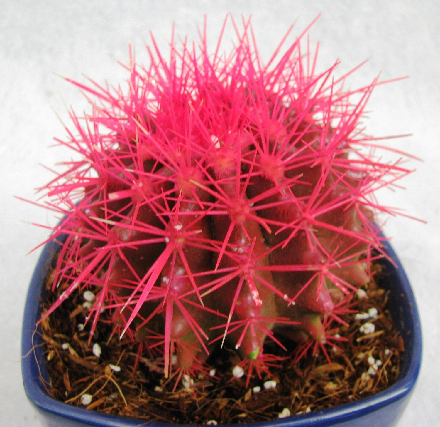 CGASPL Plants Echinocactus Grusonii Painted Non-Grafted Rose Cactus (In Plastic Pot) 7 CGASPL Plants Echinocactus Grusonii Painted Non-Grafted Rose Cactus (In Plastic Pot)