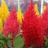 CGASPL Celosia Plumosa Century Fire Flower Seeds 2 CGASPL Celosia Plumosa Century Fire Flower Seeds