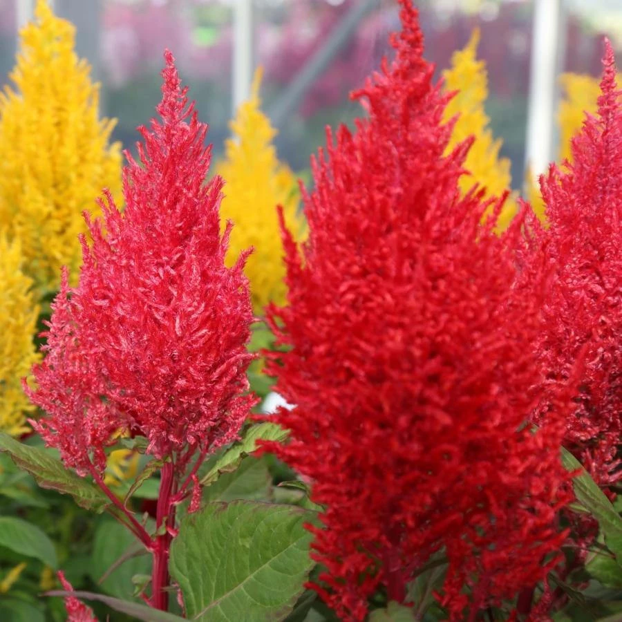 CGASPL Celosia Plumosa Century Fire Flower Seeds 3 CGASPL Celosia Plumosa Century Fire Flower Seeds