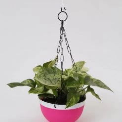 CGASPL 20 Cm Double Color Hanging Pot (Pink)