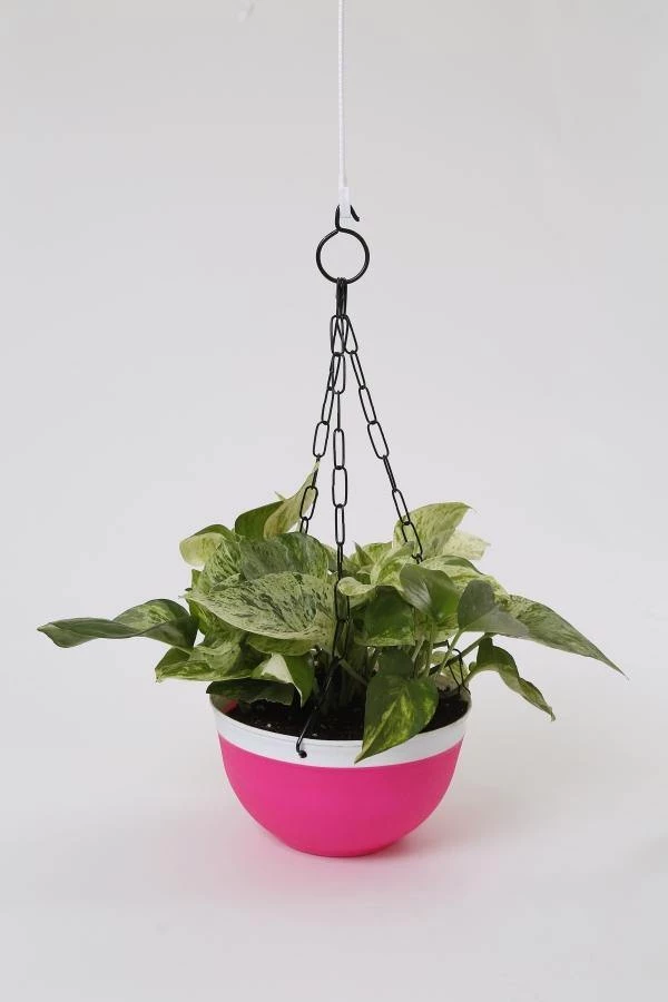 CGASPL 16 Cm Double Color Hanging Pot (Green) 6 CGASPL 16 Cm Double Color Hanging Pot (Green)