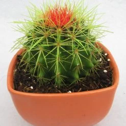 CGASPL Plants Echinocactus Grusonii Painted Non-Grafted Green-Orange Cactus (In Plastic Pot)