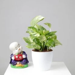 CGASPL Money Plant Combo With Plastic Pot And Fertilizer Free, Pot Height 4" And Potted Plant Height 6" Plants