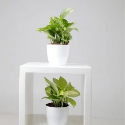 CGASPL Money Plant Combo With Plastic Pot And Fertilizer Free, Pot Height 4" And Potted Plant Height 6" Plants