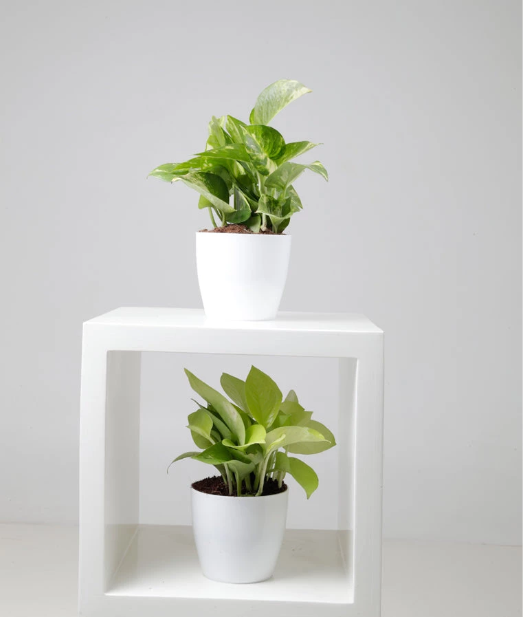 CGASPL Money Plant Combo With Plastic Pot And Fertilizer Free, Pot Height 4" And Potted Plant Height 6" Plants 3 CGASPL Money Plant Combo With Plastic Pot And Fertilizer Free, Pot Height 4" And Potted Plant Height 6" Plants
