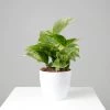 CGASPL Plants Air Purifier Varigated Money Plant (Pot Included) With 5 Gram Fertilizer Free - Easy To Grow Real Indoor Plant For Home, Living Room, Kitchen, Office, Table