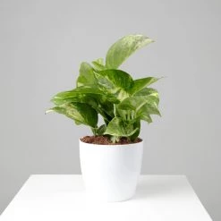 CGASPL Good Luck Varigated Money Plant (Pot Included) With 5 Gram Fertilizer Free - Easy To Grow Real Indoor Plant For Home, Living Room, Kitchen, Office, Table