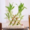 CGASPL 3 Layer Pyramid Lucky Bamboo Lucky Bamboos