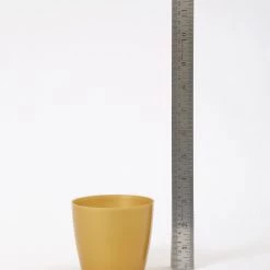 CGASPL 3.5 Inch Gold Singapore Pot (90mm)