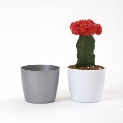 CGASPL 3.5 Inch Gray Singapore Pot (90mm) Pot-Planters 13 CGASPL 3.5 Inch Gray Singapore Pot (90mm) Pot-Planters