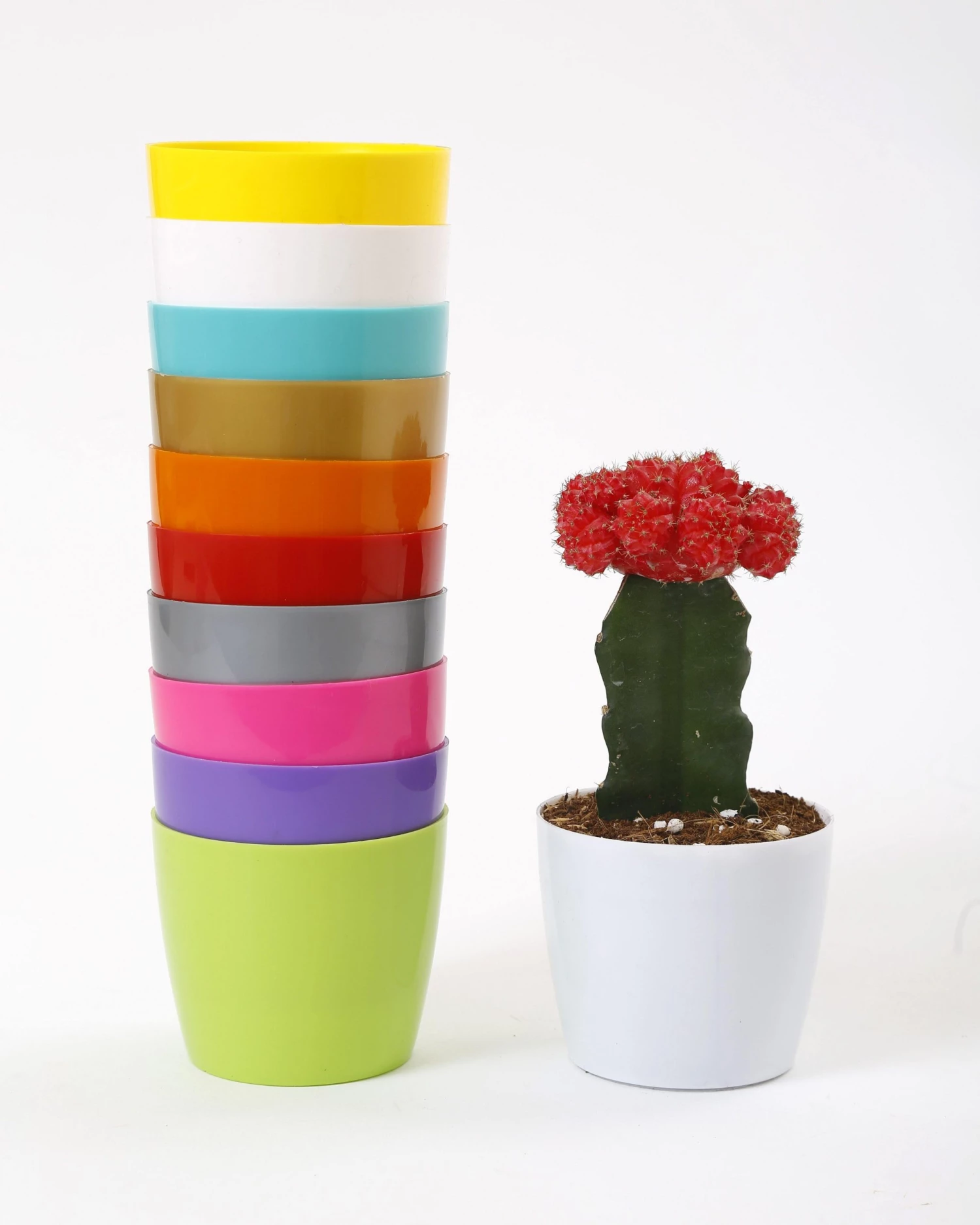 CGASPL Pot-Planters 3.5 Inch Multi Singapore Pot (Pack Of 12) (90mm) 4 CGASPL Pot-Planters 3.5 Inch Multi Singapore Pot (Pack Of 12) (90mm)