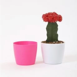 CGASPL 3.5 Inch Pink Singapore Pot (90mm) Pot-Planters