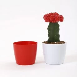 CGASPL Pot-Planters 3.5 Inch Red Singapore Pot (90mm) 13 CGASPL Pot-Planters 3.5 Inch Red Singapore Pot (90mm)
