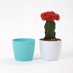 CGASPL 3.5 Inch Turq Singapore Pot (90mm) Pot-Planters 13 CGASPL 3.5 Inch Turq Singapore Pot (90mm) Pot-Planters