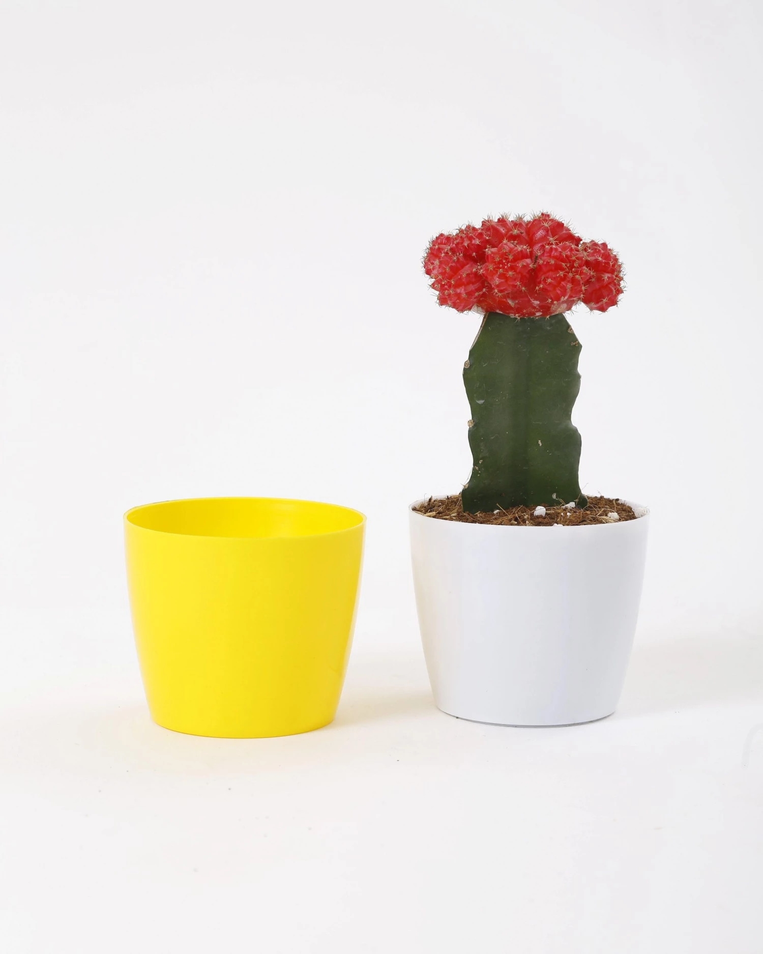 CGASPL 3.5 Inch Yellow Singapore Pot (90mm) Pot-Planters 8 CGASPL 3.5 Inch Yellow Singapore Pot (90mm) Pot-Planters