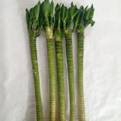 CGASPL Lucky Bamboos Lotus Bamboo Live Plants 30 Cm (3 Sticks)