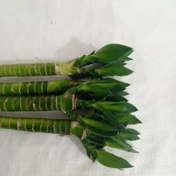 CGASPL Lotus Bamboo Live Plants 30 Cm (24 Sticks) Lucky Bamboos